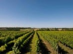 Vineyard Vineyard